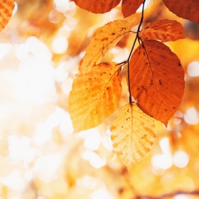 Saisonmotiv_Herbst 22 Moodbild Blätter