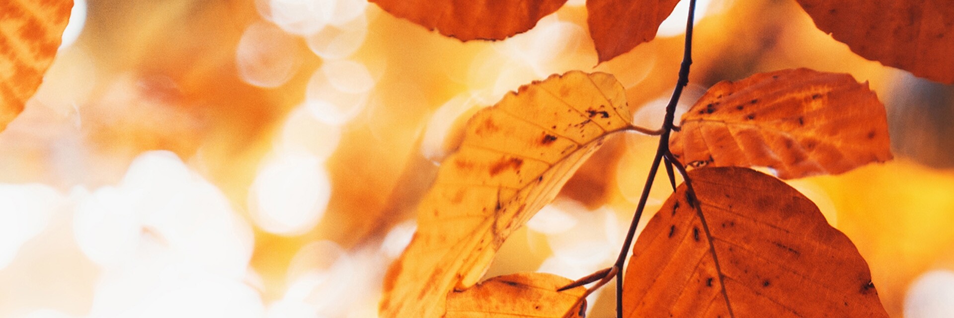 Saisonmotiv_Herbst 22 Moodbild Blätter